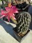 Preview: Lobivia hertrichiana